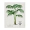 Stupell Industries Natural Palm Study Canvas, design by Val Rhodes